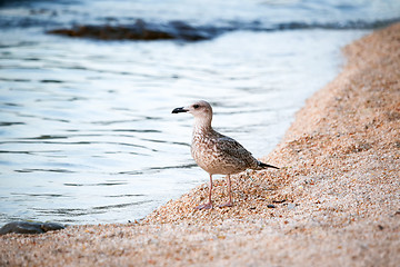 Image showing Bird standing on shore 