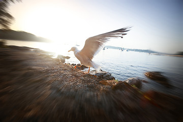 Image showing Seagull spreading wings at sunset