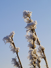 Image showing Frost