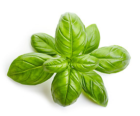 Image showing fresh organic basil leaves