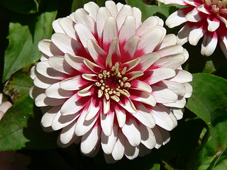 Image showing White and Pink Flower 2