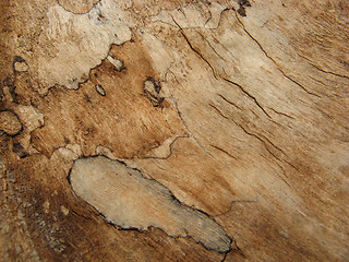 Image showing wood texture