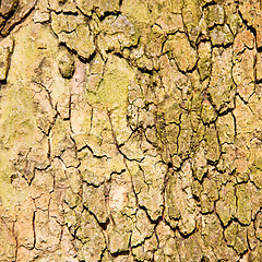 Image showing in england london old bark and abstract wood texture