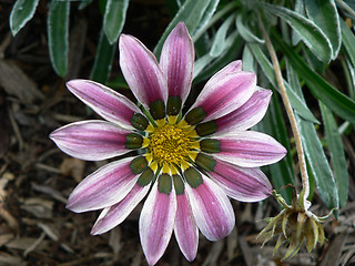 Image showing White and Purple Flower