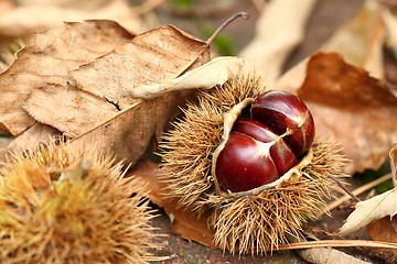 Image showing Chestnut