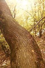 Image showing Forest tree detail