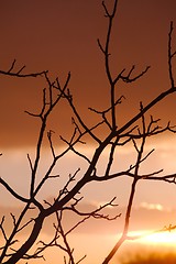 Image showing Bare trees