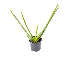 Image showing Aloe Vera plant