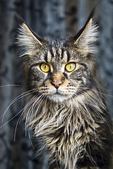 Image showing Portrait of maine coon cat
