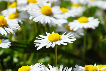 Image showing Blooming daisies