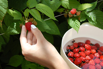 Image showing Hand harvesting one raspberry