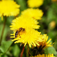 Image showing One bee on dandelion