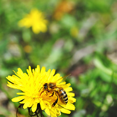 Image showing One bee on dandelion