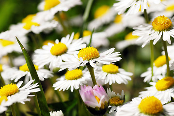 Image showing Blooming daisies