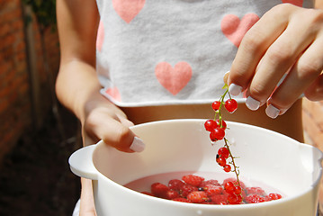 Image showing Hand holding red currants