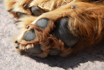 Image showing Paw of sleeping dog