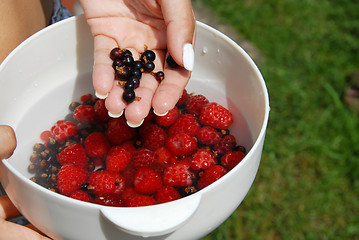 Image showing Holding black currants in the hand