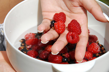 Image showing Holding raspberries in the hand