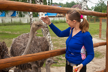 Image showing feeding ostrich 