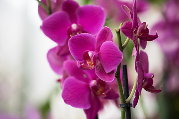 Image showing orchids 