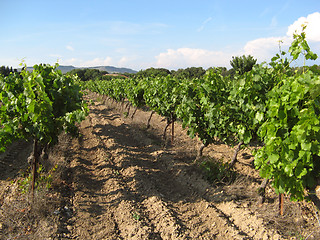 Image showing provence vineyards field