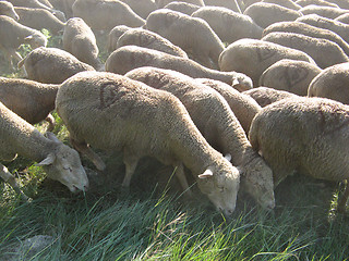 Image showing herd of sheeps