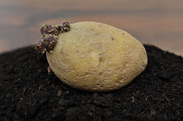 Image showing Potato on soil