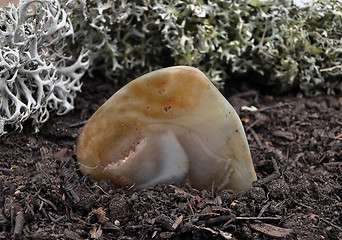 Image showing Agate on forest floor