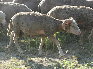 Image showing herd of sheeps