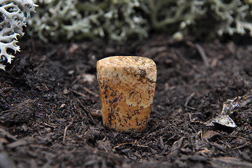 Image showing Jasper on forest floor