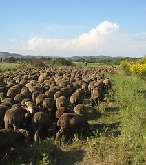 Image showing a herd of sheeps