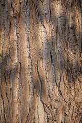 Image showing Closeup photo of a tree trunk