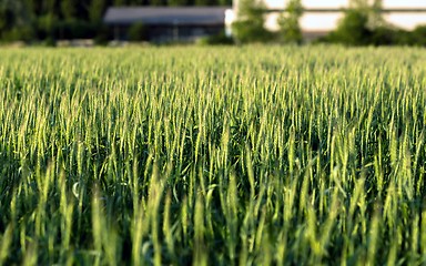 Image showing Closeup photo of some fresh wheat