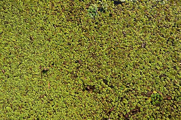 Image showing Water plants as a texture 