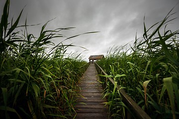 Image showing Wooden path trough the reed