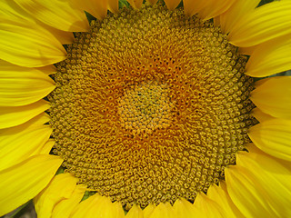 Image showing sunflower head