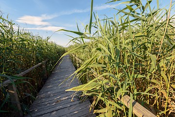 Image showing Wooden path trough the reed