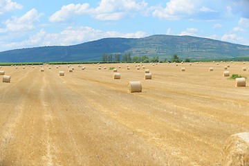 Image showing Hay bails on the field