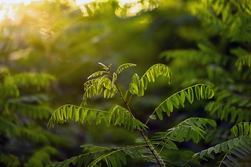 Image showing Fresh green plants outdoors 