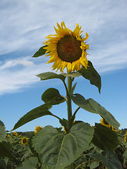 Image showing Sunflowers