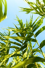 Image showing Fresh green plants outdoors 