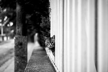 Image showing Abandoned cat outdoors