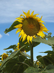 Image showing Sunflowers