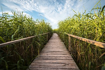 Image showing Wooden path trough the reed