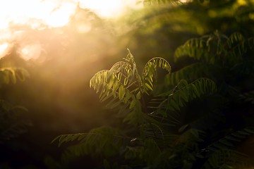 Image showing Fresh green plants outdoors 