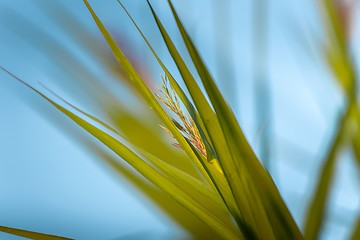 Image showing Fresh green plants outdoors 