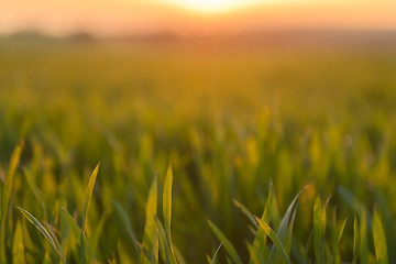 Image showing Closeup photo of fresh green grass