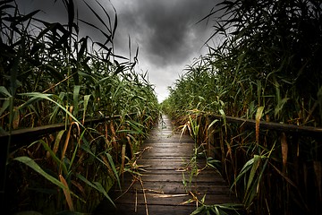 Image showing Wooden path trough the reed