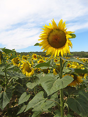 Image showing Sunflowers