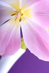 Image showing Close-up single tulip flower